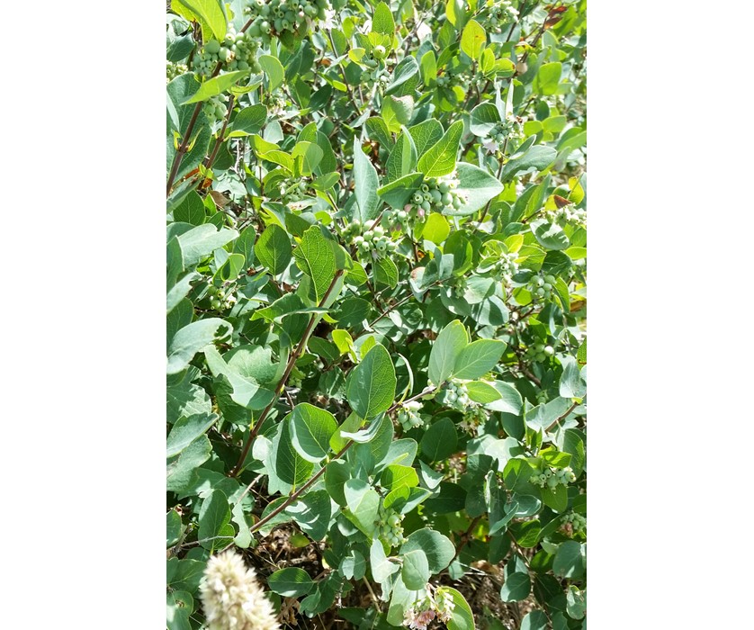 Western Snowberry